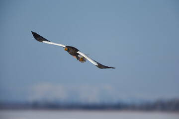 Haliaeetus pelagicus