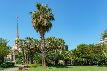 Exotic landscape with palm trees in city park of Sochi center. Butia capitata and Washingtonia...