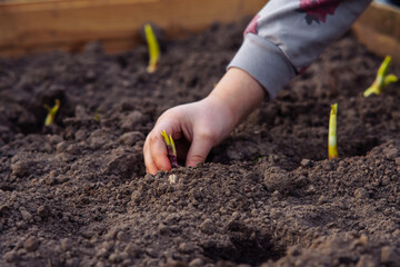 Hand of little female planter holding onion and putting bulb into small hole in garden soil. Child helping grow crops.