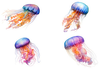Obraz premium Jellyfish watercolor hand drawn illustration isolated on white background 