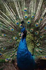 Fototapeta premium Close-up photo of an Indian peacock