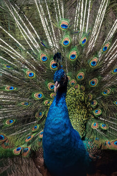 Close-up photo of an Indian peacock