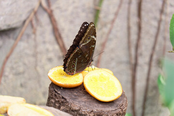 A closeup of a blue banded morpho butterfly showing the underside pattern of its wings and feeding on an orange with ants also eating in a butterfly garden