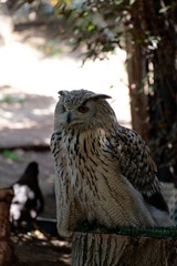 Close up of a Snowy owl (Bubo scandiacus), isolated on natural background in captivity in a demonstration of birds of prey.