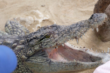 Crocodylidae. A big and dangerous crocodile looking at you above the sand of a zoo reptile. He shows his teeth with his huge open mouth.