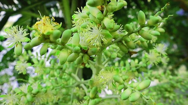 Groups of honey bees congregate on jambe tree flowers during the tree's flowering season