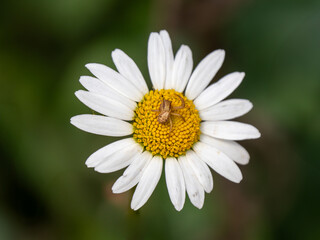 Fototapeta premium Three Legged Crab spider waiting for prey on ox-eye daisy