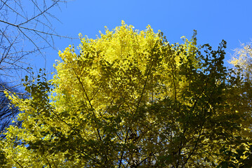 Gingko rees with yellow leaves and blue sky
