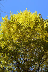 Gingko rees with yellow leaves and blue sky