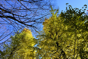 Gingko rees with yellow leaves and blue sky