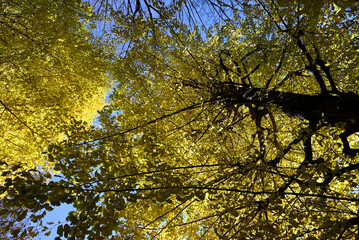 Gingko rees with yellow leaves and blue sky