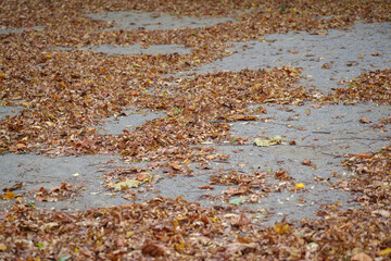 東京港区南青山2丁目の落ち葉のある公園
