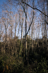 Autumnal Plane Tree Forest with Sparse Leaves and Dense Undergrowth