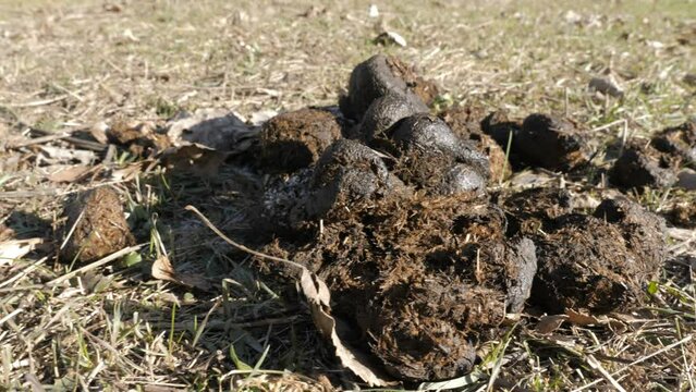 Pile Of Horse Manure, Poop Droppings, Horse Shit
