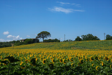 Sunflowers in Val Teverina near Castiglione, Lazio, Italy