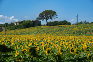 Fototapeta na wymiar Sunflowers in Val Teverina near Castiglione, Lazio, Italy