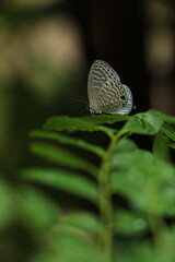 butterfly on a leaf