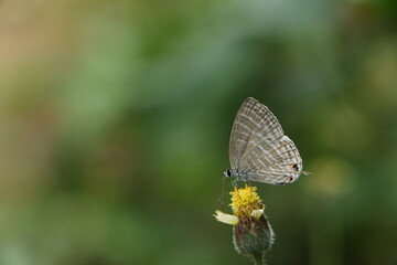 butterfly on a flower