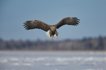 sea eagle