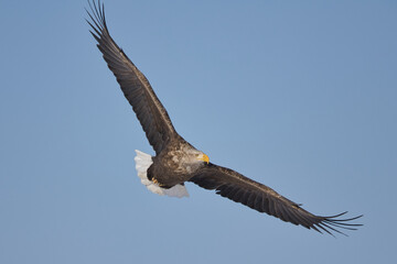 Fototapeta premium sea eagle