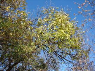 The steppe acacia is preparing to drop its leaves with the spectacular colors of autumn nature.