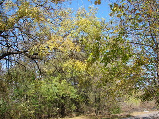 The steppe acacia is preparing to drop its leaves with the spectacular colors of autumn nature.