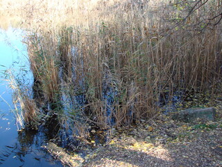 A walk in coastal thickets of sedges and reeds on a warm autumn sunny day.