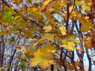 A fantastic landscape of golden maple leaves inside the autumn under the rays of the warm sun.
