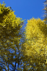 Gingko rees with yellow leaves and blue sky