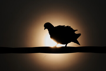 silhouette of a pigeon on a wire