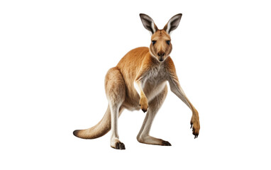 Playful Kangaroo On Isolated Background