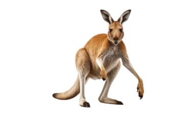 Fotobehang Playful Kangaroo On Isolated Background © zainab