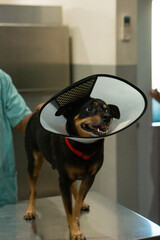 Black and Brown Dog in Cone Collar