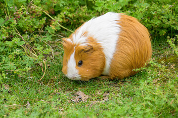 A beautiful guinea pig in the garden