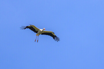 A White Stork in flight blue sky