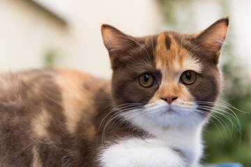 Naklejka na ściany i meble Portrait einer dreifarbigen jungen Britisch Kurzhaar Katze