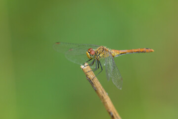 A vagrant darter dragonfly resting on a plant