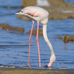 A pair of Greater Flamingos walking in the water looking for food