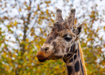 Graceful Giraffe (Giraffa camelopardalis) spotted outdoors
