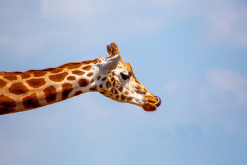 Graceful Giraffe (Giraffa camelopardalis) spotted outdoors