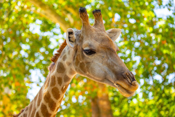 Graceful Giraffe (Giraffa camelopardalis) spotted outdoors