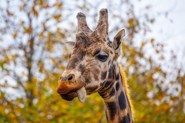 Obraz premium Graceful Giraffe (Giraffa camelopardalis) spotted outdoors