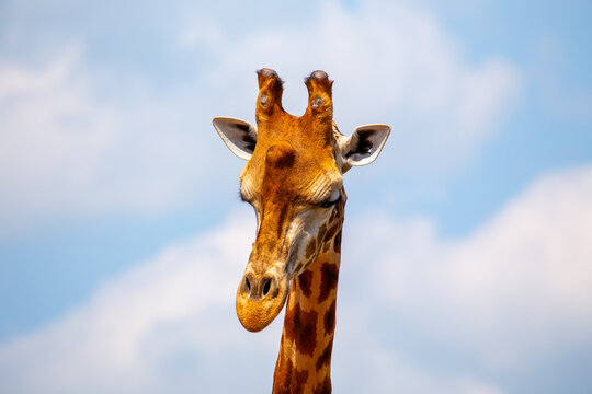 Graceful Giraffe (Giraffa camelopardalis) spotted outdoors © fluffandshutter