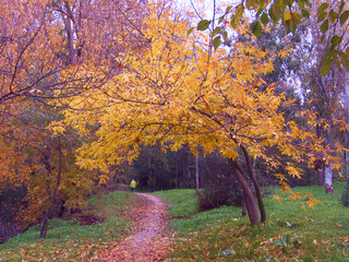 upadek, jesień, park, drzewa, krajobraz, natura, żółty, pora roku, pomarańczowy, kolor, na zewnątrz, piękny, piękno, kolorowy,