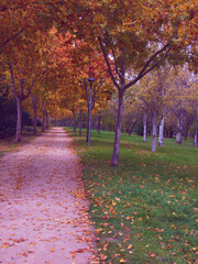 upadek, jesień, park, drzewa, krajobraz, natura, żółty, pora roku, pomarańczowy, kolor, na...