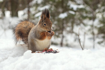 Naklejka na ściany i meble A fluffy wild squirrel in a winter forest sits on the snow gnawing a peanut nut with seeds.