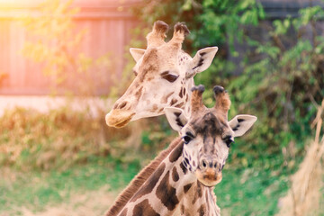 Close up portrait of giraffe camelopardalis in nature and zoo