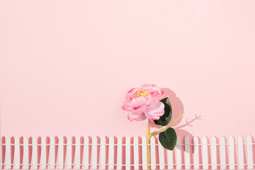 Soft pink rose behind a white wooden fence, creative floral concept, minimalism on a pastel...