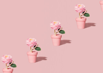 Beautiful pink rose flower in a pot, diagonal pattern on neutral pink background. Minimalist floral concept with copy space. Creative still life summer, spring background.
