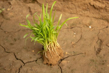 Green sprout growing from crack soil. Concept of climate change.